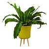 Up Mid Basket Planter