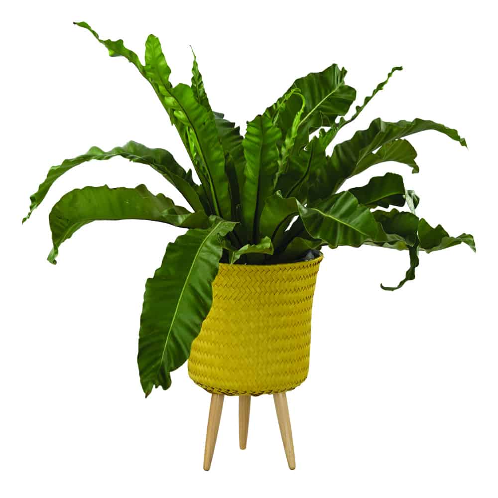 Up Mid Basket Planter
