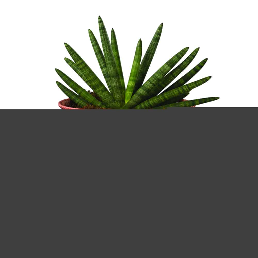 Up Mid Basket Planter