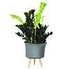 Up Mid Basket Planter