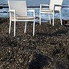 Rene Dining Chair