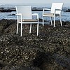 Rene Dining Chair