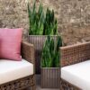Roy-Rieng Armchair