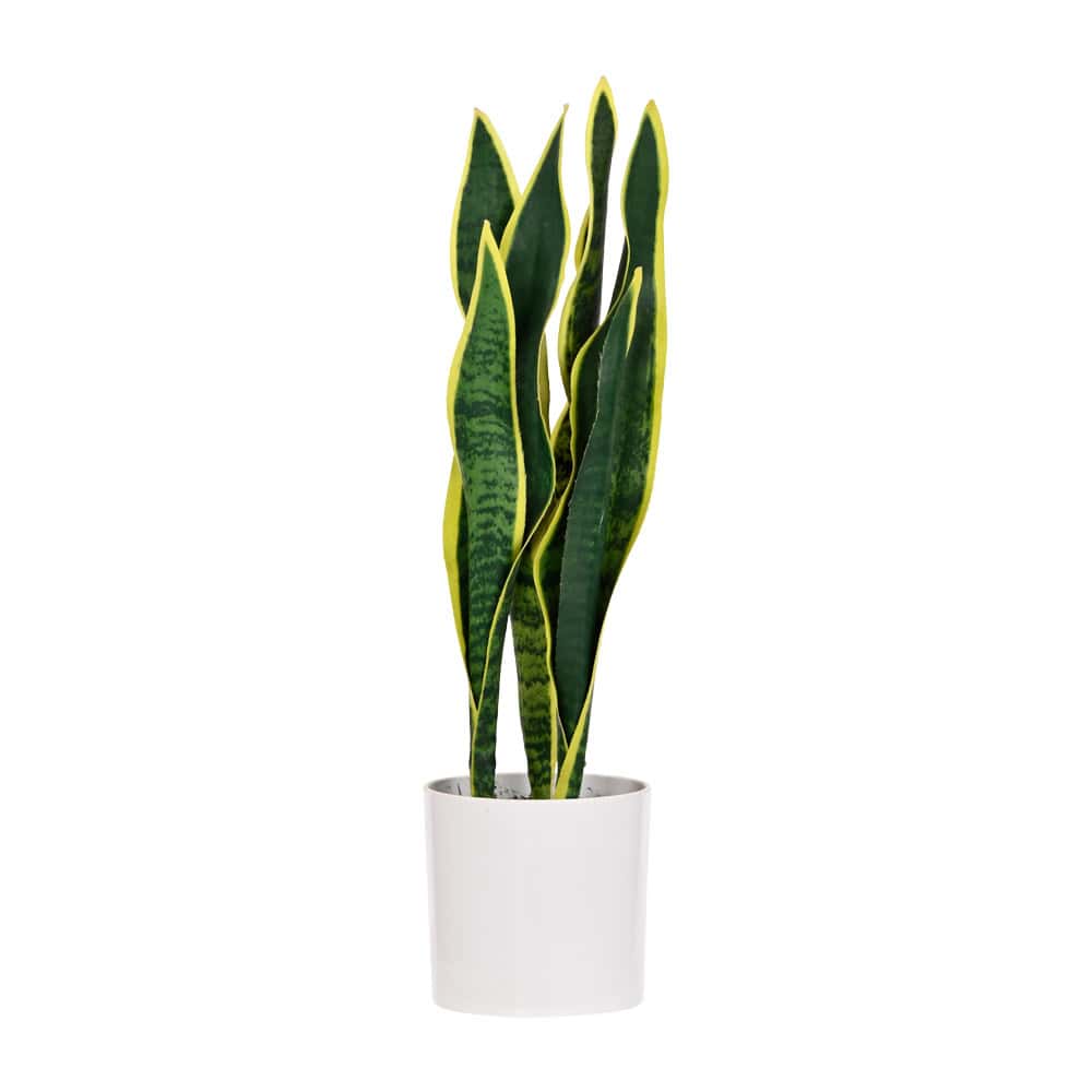 Plant Art Abt 65 CM Snake Plant Yellow