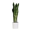 Plant Art Abt 45 CM Snake Plant