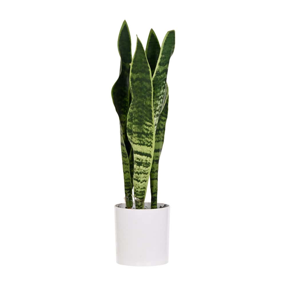 Plant Art Abt 45 CM Snake Plant