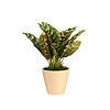 Plant Art Abt  Dieffenbachia Plant