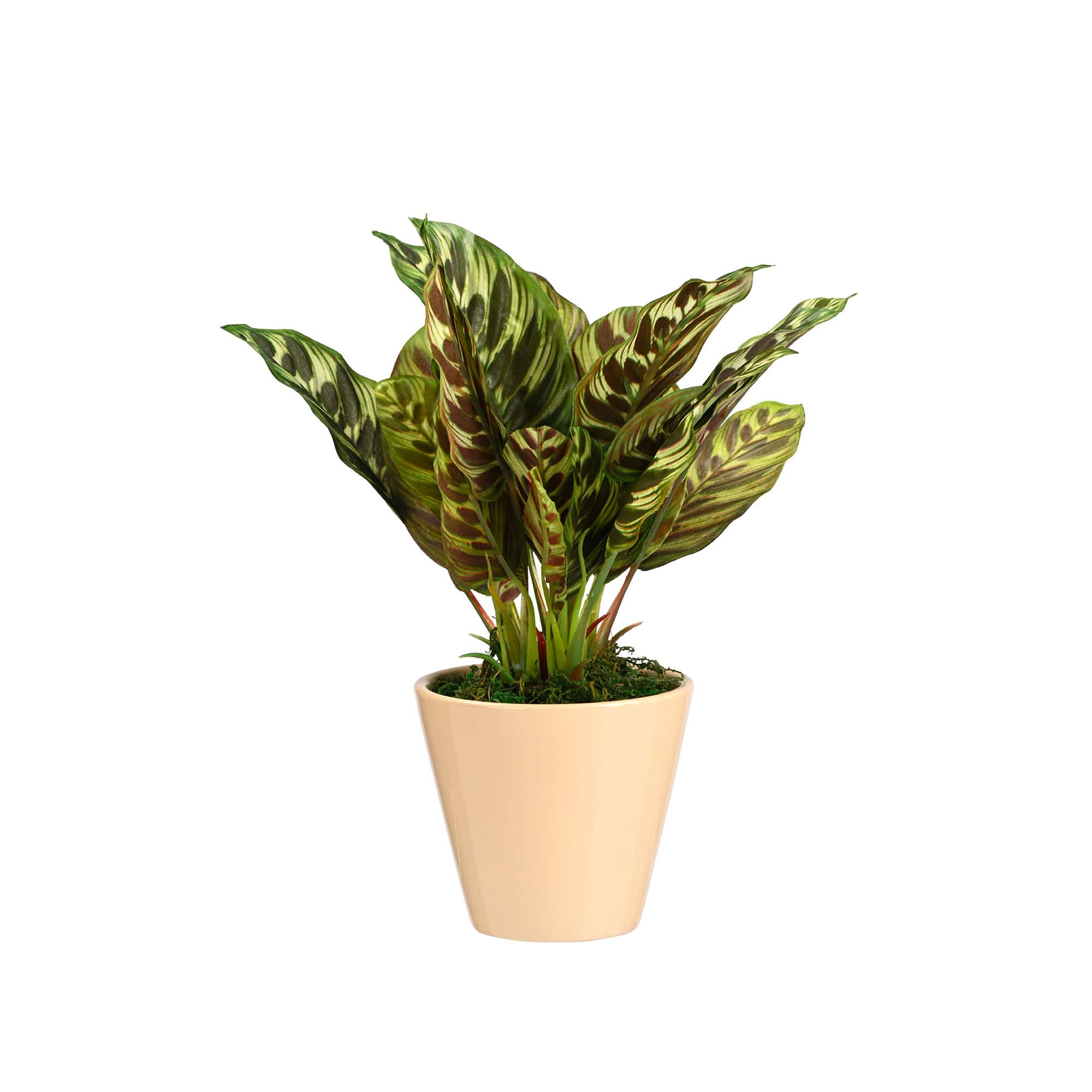 Plant Art Abt  Dieffenbachia Plant