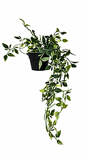 Plant Art Hanging 66 CM