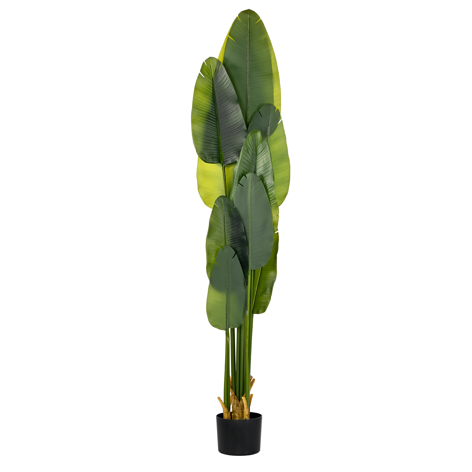 Plant Art Ap 215 CM Strlitzla  with Pot
