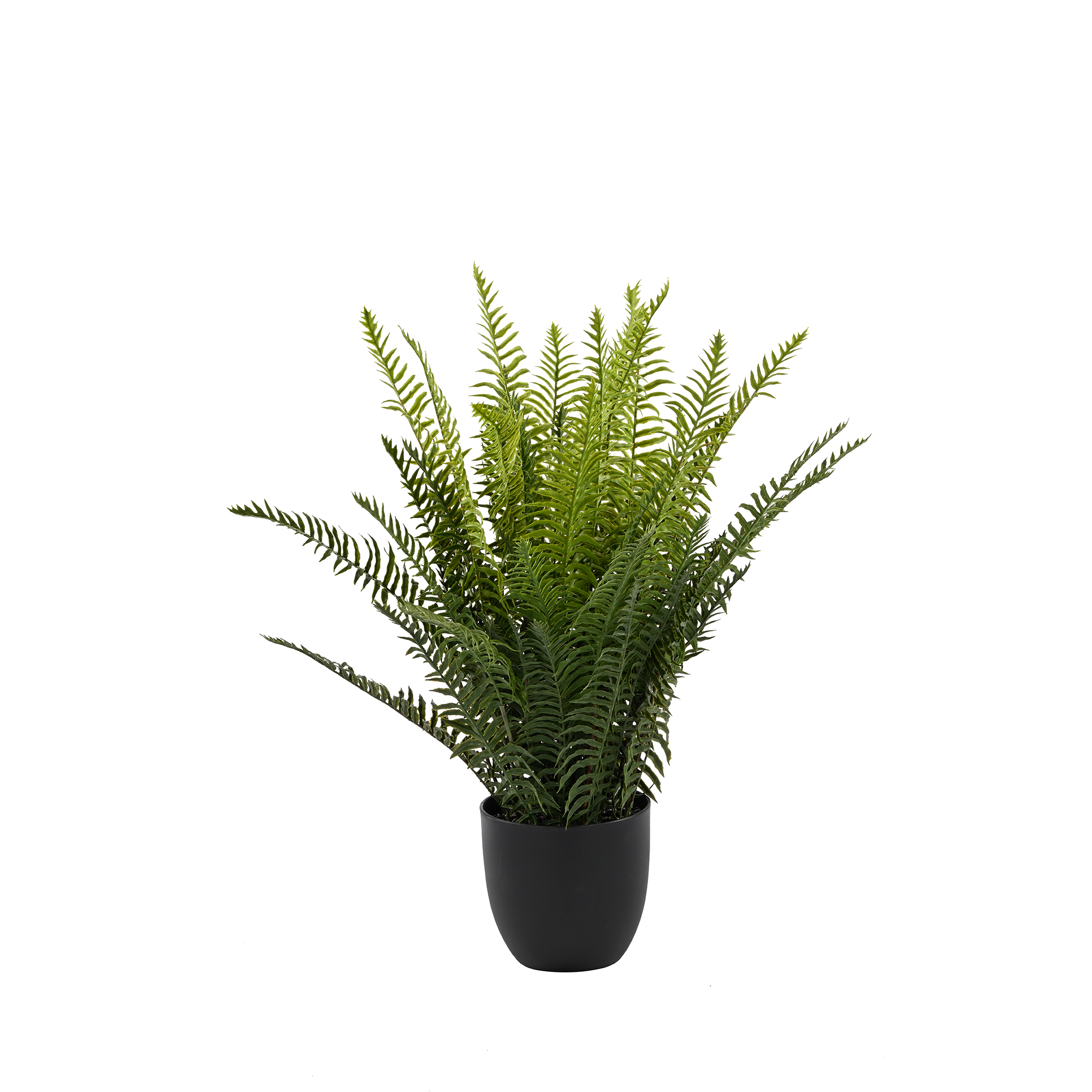 Plant Art Apt 58 CM Boston Fern with Pot