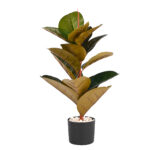 Plant Art Ap Rubber Plant