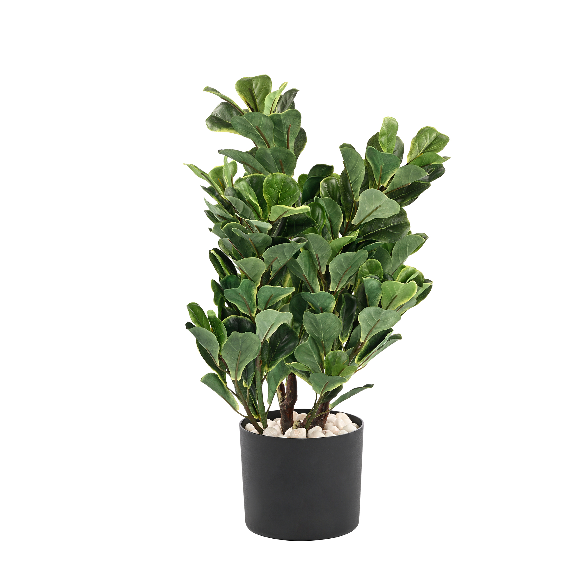 Plant Art Ap 700 CM Fiddle with Pot
